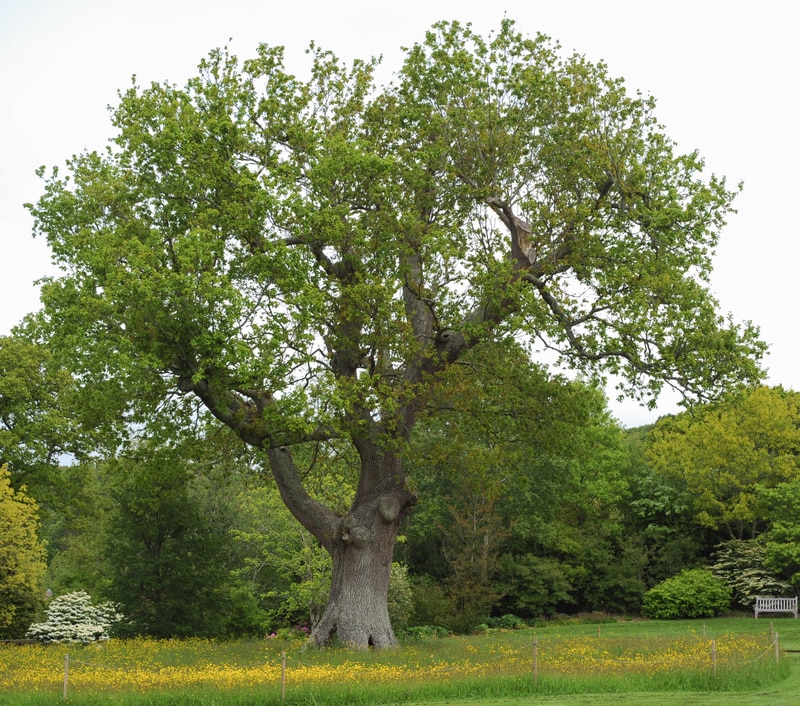 Oak